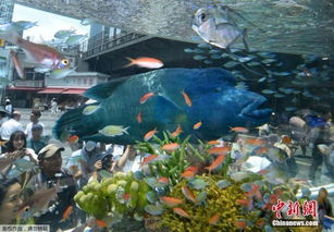 日本举办水族展 巨型蓝色苏眉鱼吸引民众围观