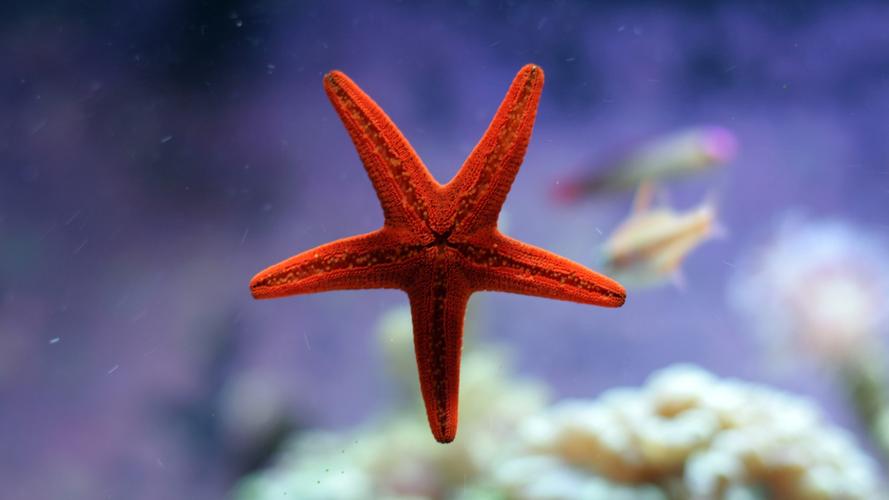 自然水水下动物海星珊瑚艺术设计摄影景深鱼水族馆naturewaterunder